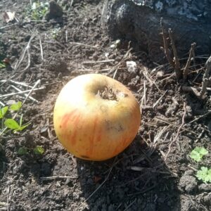 Pomme Reine des reinettes