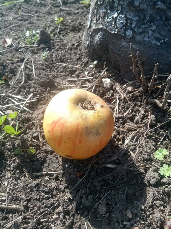 Pomme Reine des reinettes
