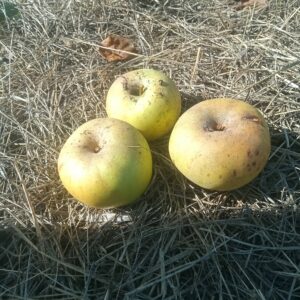 Pomme Reinette Clochard