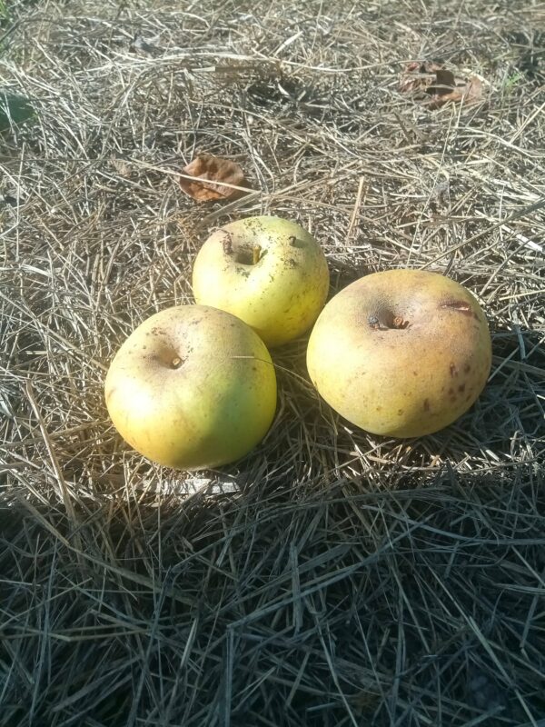 Pomme Reinette Clochard