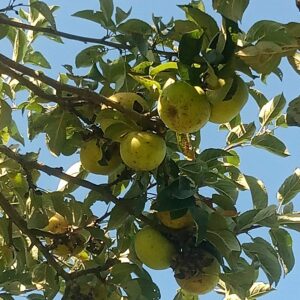 Pomme Reinette Clochard