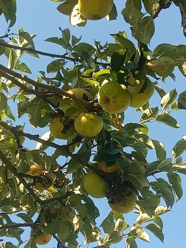 Pomme Reinette Clochard – Image 2