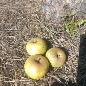 Pomme Redondelle – Blandureau