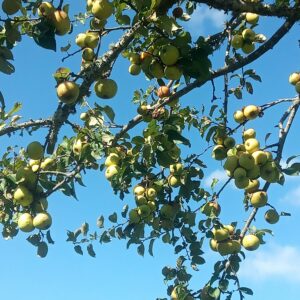 Pomme Redondelle – Blandureau