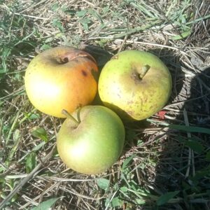 Pomme Court pendu gris du Limousin