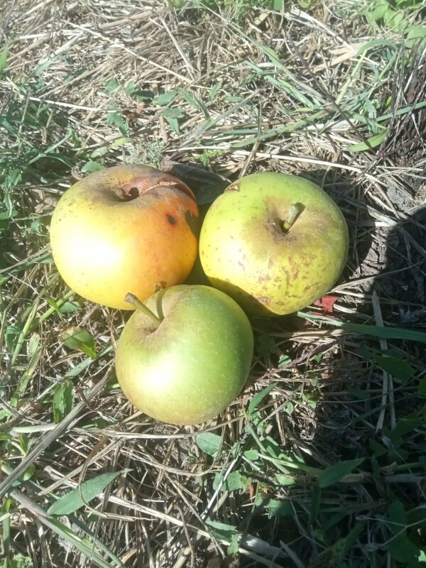 Pomme Court pendu gris du Limousin
