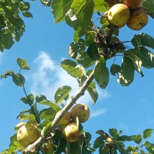 Pomme Reinette de Corrèze
