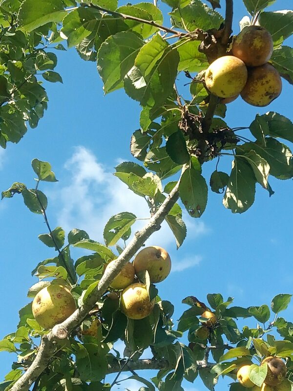 Pomme Reinette de Corrèze – Image 2