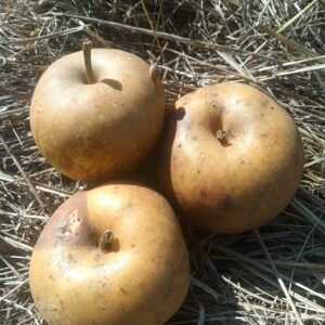 Pomme Reinette de Corrèze