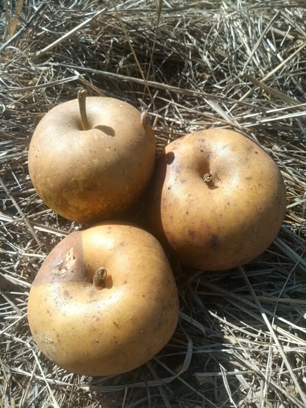 Pomme Reinette de Corrèze