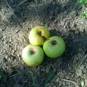 Pomme Reinette verte