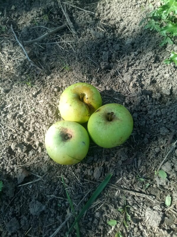 Pomme Reinette verte