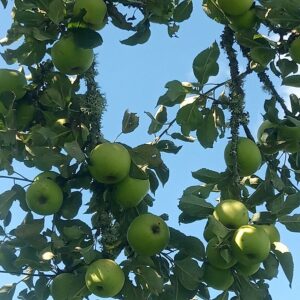 Pomme Reinette verte
