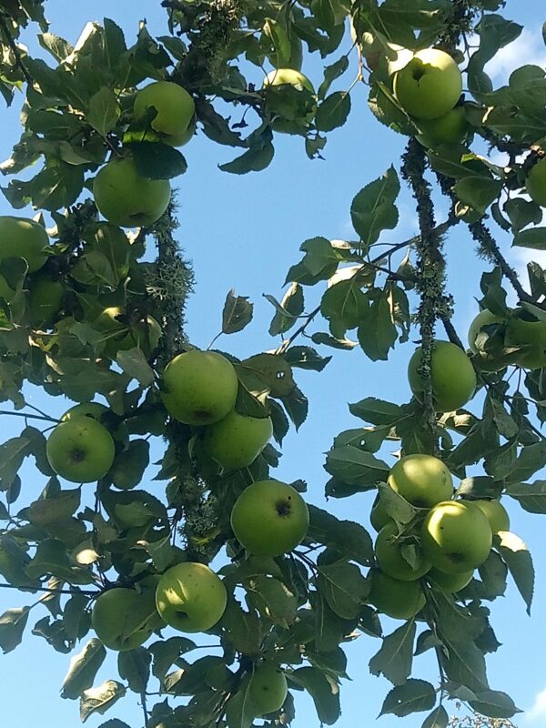 Pomme Reinette verte – Image 2