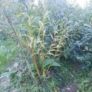 Bouture de saule