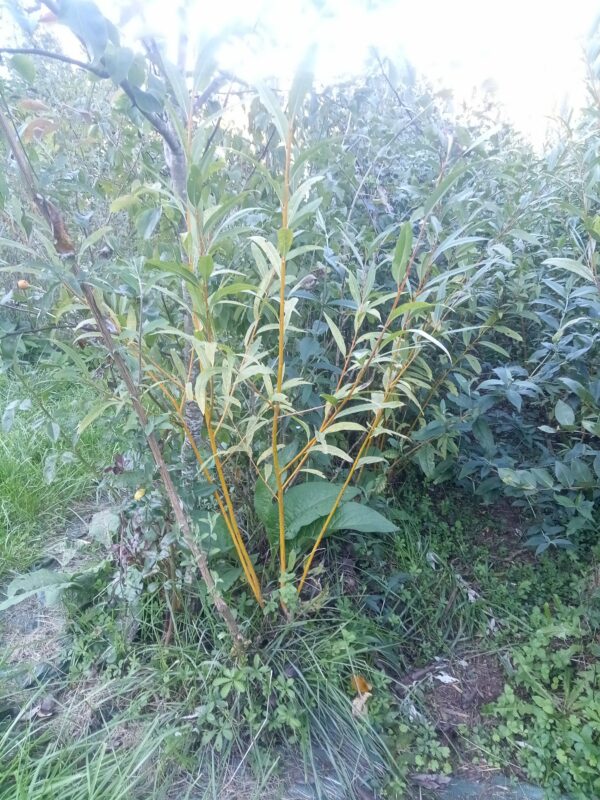 Bouture de saule